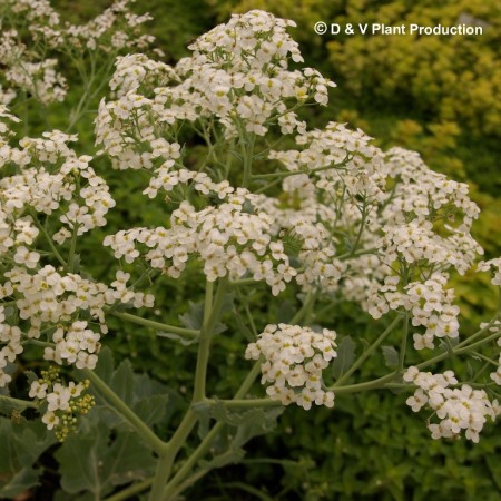 Crambe maritima - zeekool