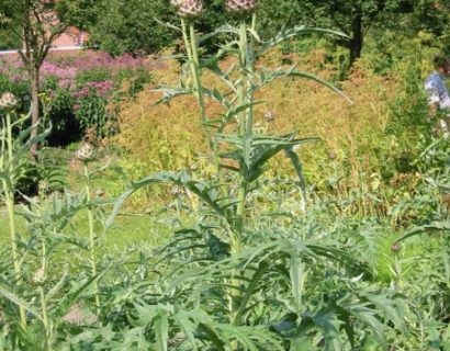 Cynara cardunculus - kardoen