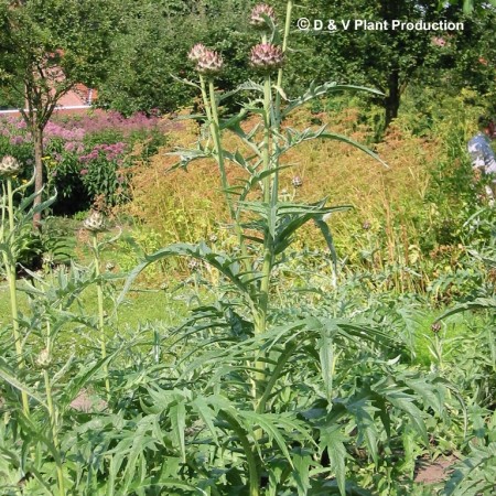 Cynara cardunculus - kardoen