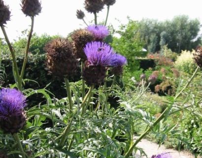 Cynara scolymus - artisjok