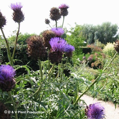 Cynara scolymus - artisjok