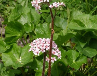 Darmera peltata - Schildblad/voetblad