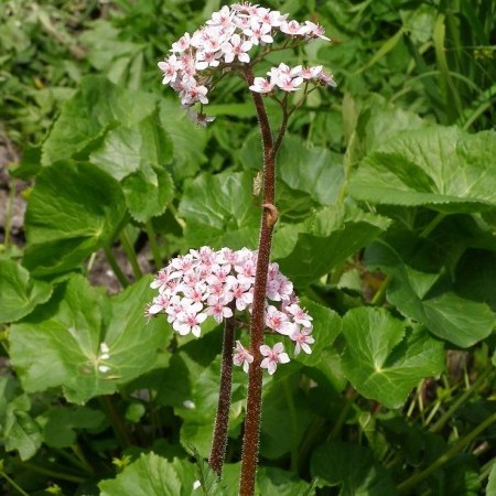 Darmera peltata - Schildblad/voetblad