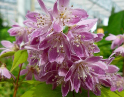 Deutzia hybr. ‘Strawberry Fields’ - bruidsbloem