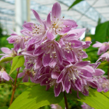 Deutzia hybr. ‘Strawberry Fields’ - bruidsbloem