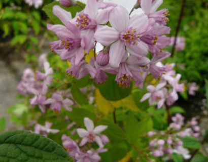 Deutzia hybr. ‘Mont Rose’ - bruidsbloem