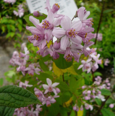 Deutzia hybr. ‘Mont Rose’ - bruidsbloem