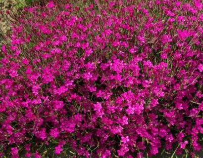 Dianthus deltoides - steenanjer