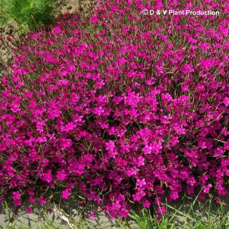 Dianthus deltoides ‘Flashing Light’ - Steenanjer