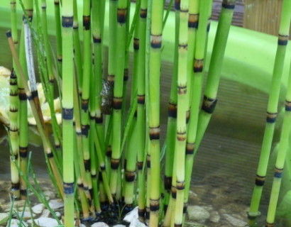 Equisetum japonicum