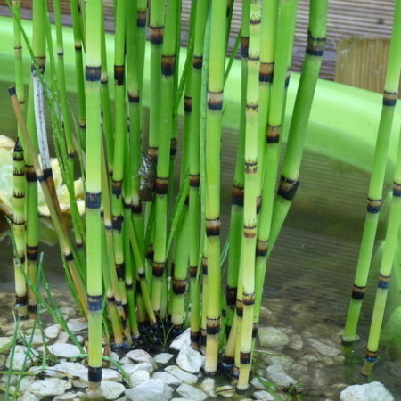 Equisetum japonicum - japanse holpijp