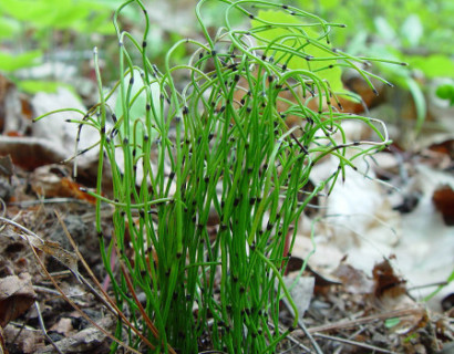 Equisetum scirpoides - japanse holpijp