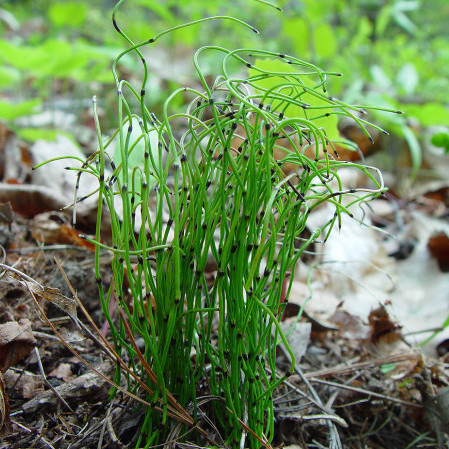 Equisetum scirpoides - japanse holpijp