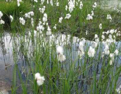 Eriophorum angustifolium - veenpluis