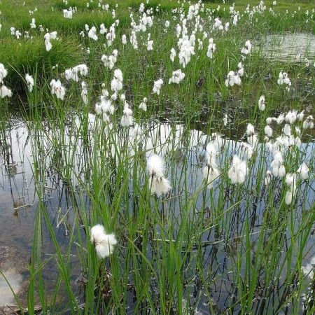 Eriophorum angustifolium - veenpluis