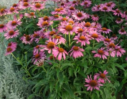 Echinacea purpurea - rode zonnehoed