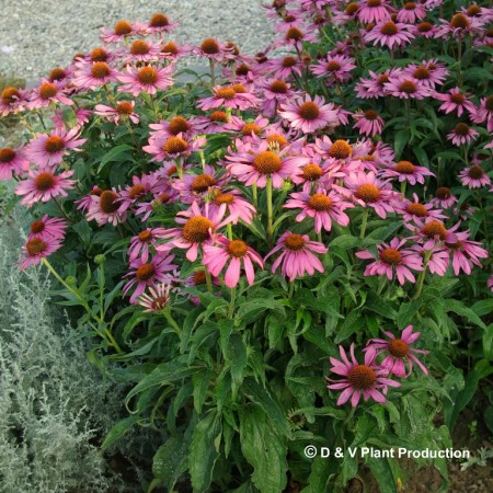 financiën Waardig Gehoorzaamheid Echinacea purpurea - rode zonnehoed kopen - Maréchal