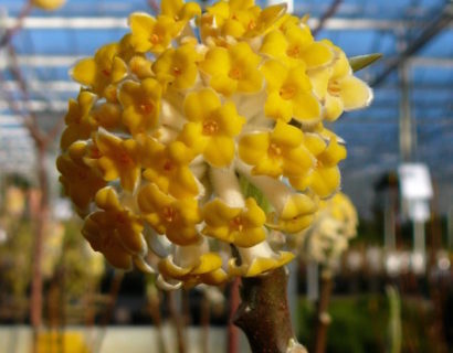 Edgeworthia chrysantha ‘Grandiflora’ - papierstruik