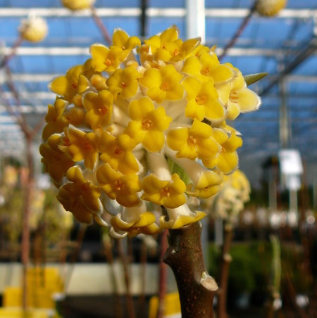 Edgeworthia chrysantha ‘Grandiflora’ - papierstruik