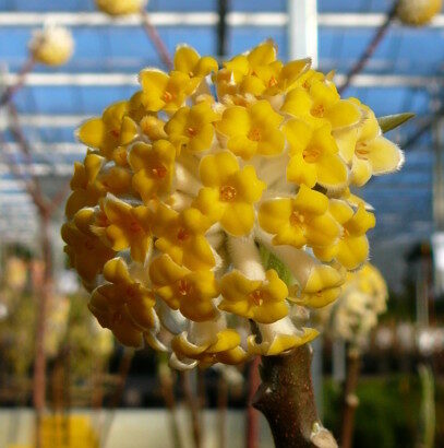 Edgeworthia chrysantha ‘Honey Sunshine’ - Papierstruik