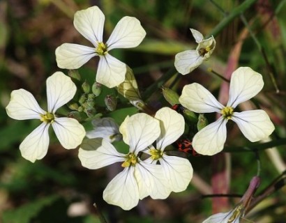 Eruca versicaria spp. sativa - raketsla of rucola