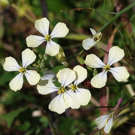 Eruca versicaria spp. sativa - raketsla of rucola