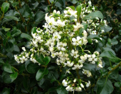 Escallonia ‘Iveyi’ - geen