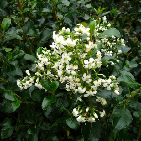 Escallonia ‘Iveyi’ - geen