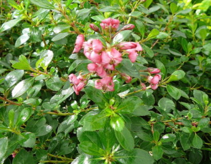 Escallonia ‘Red Dream’ - geen