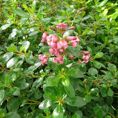 Escallonia ‘Red Dream’ - geen