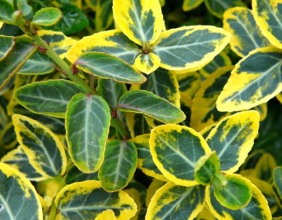 Euonymus fortunei ‘Emerald ’n Gold’ pot 2 liter - kardinaalsmuts of kardinaalshoed