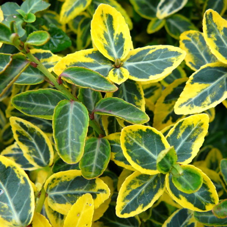 Euonymus fortunei ‘Emerald ’n Gold’ - kardinaalsmuts of kardinaalshoed