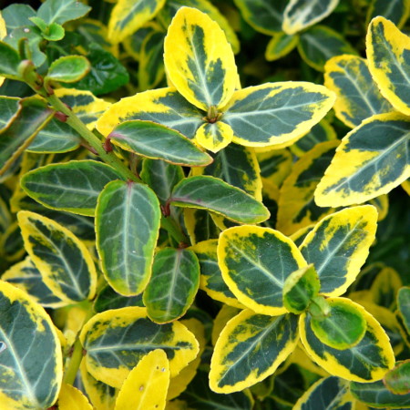 Euonymus fortunei ‘Emerald ’n Gold’ - kardinaalsmuts of kardinaalshoed