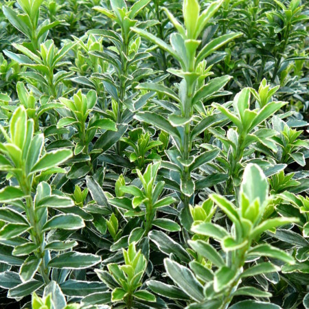 Euonymus japonicus ‘Microphyllus Albovariegata’ - kardinaalsmuts of kardinaalshoed