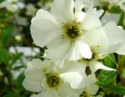 Exochorda racemosa ‘Niagara’ - parelstruik