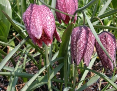 Frittillaria meleagris - kievitsbloem