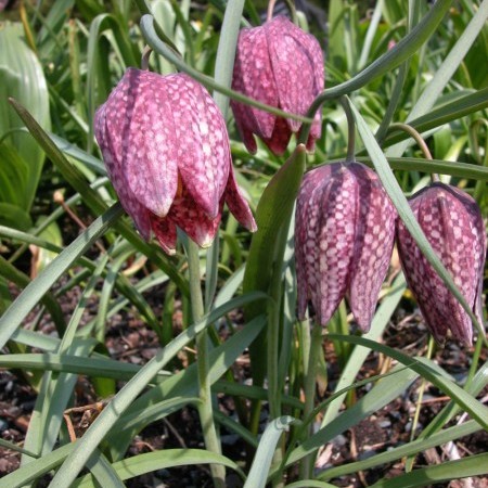 Frittillaria meleagris - kievitsbloem