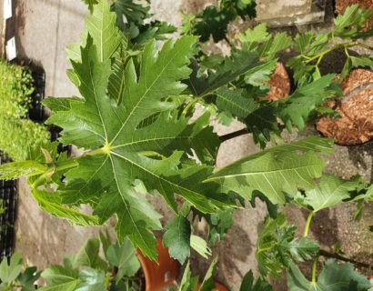 Ficus carica ‘Ice Crystal’ - vijg