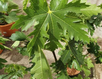 Ficus carica ‘Ice Crystal’