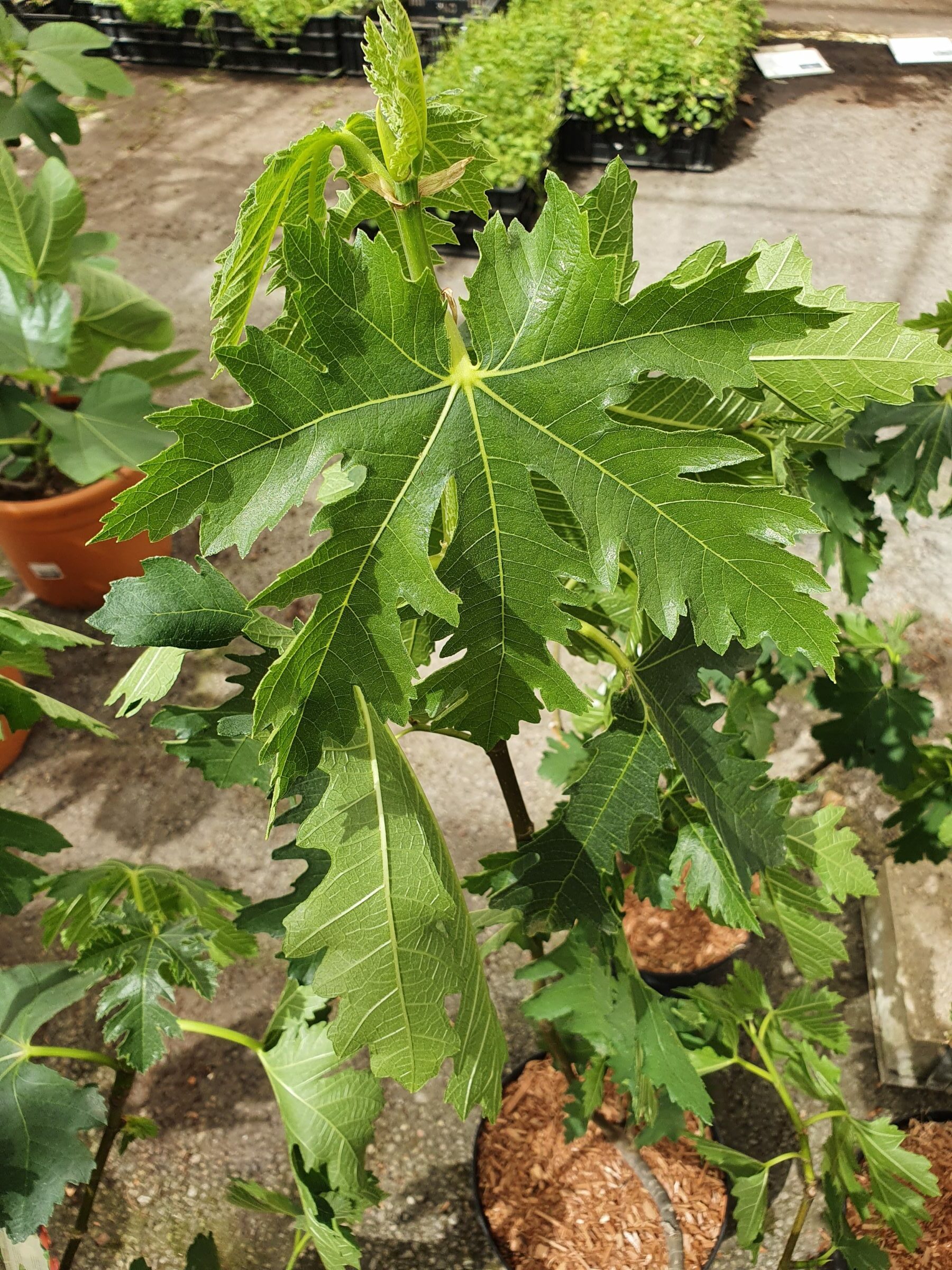 Ficus carica ‘Ice Crystal’ - vijg