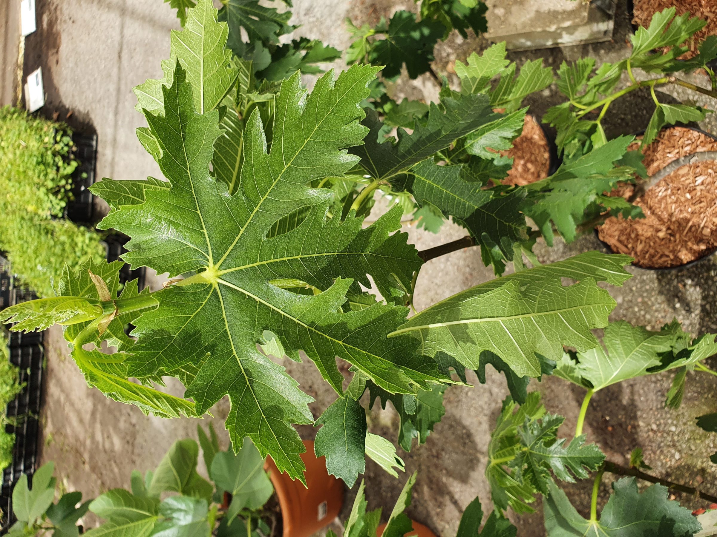 Ficus carica ‘Ice Crystal’ - vijg