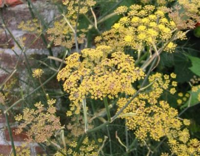 Foeniculum vulgare ‘Purpureum’ - rode venkel