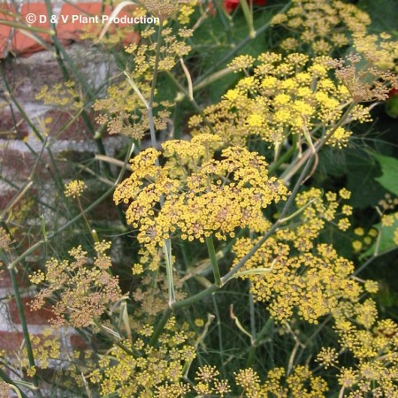 Foeniculum vulgare ‘Purpureum’ - rode venkel