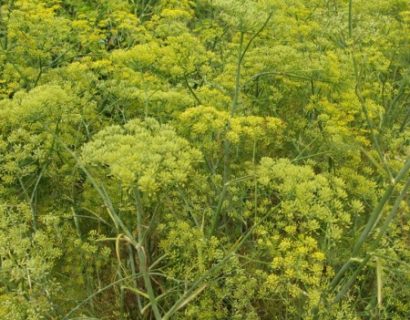 Foeniculum vulgare - venkel