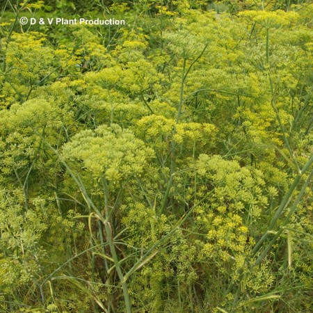 Foeniculum vulgare - venkel