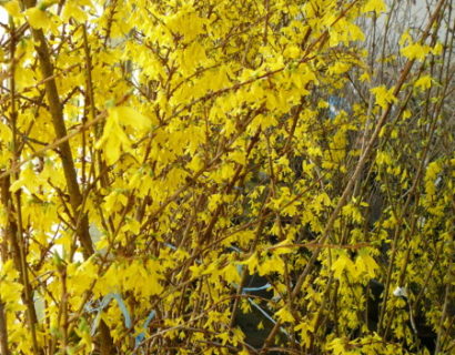 Forsythia ‘Weekend’ of ‘Courtalyn’ - Chinees klokje