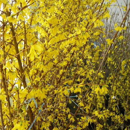 Forsythia ‘Weekend’ of ‘Courtalyn’ - Chinees klokje