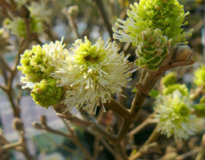 Fothergilla major