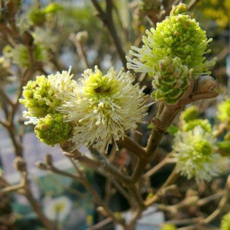 Fothergilla major - lampenpoetserstruik