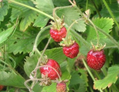 Fragaria ‘Capron’ - frambozenaardbei